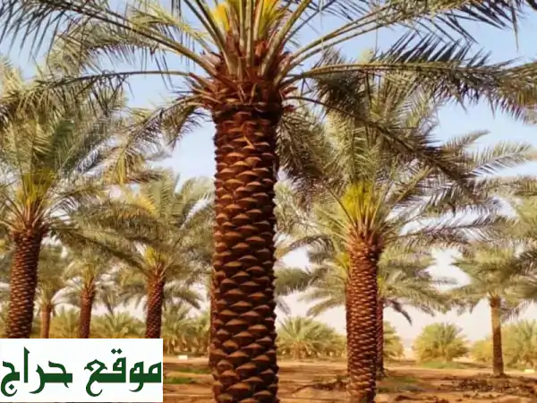 خبراء النخيل: مقاولات شاملة لزراعة ورعاية وصيانة النخيل العربي والوطشني 3