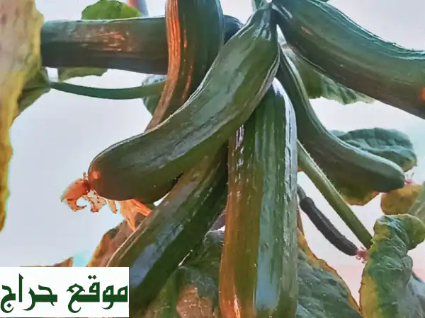 لدينا بذور خيار محمي (شتوي  صيفي) بمواعيد زراعة معينة مع اشراف تسميد وتربية كما لدينا بذور صماطم ... 3
