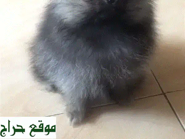 جرو بومسكي مستورد للبيع: رفيقك الذكي المدرب بانتظارك! توصيل متاح