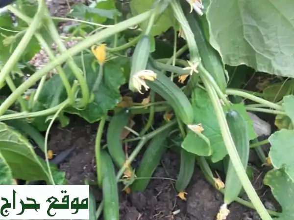 لدينا بذور خيار محمي (شتوي  صيفي) بمواعيد زراعة معينة مع اشراف تسميد وتربية كما لدينا بذور صماطم ... 2