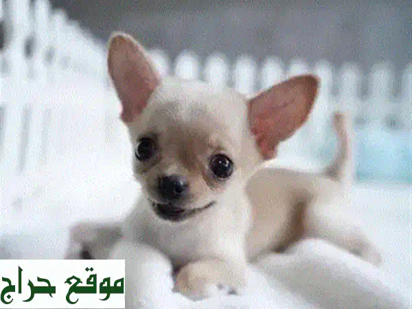 جرو بج مستورد وأصيل للبيع | مدرب على قضاء الحاجة - رفيق العائلة المثالي! 2