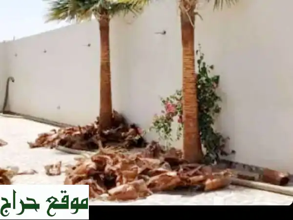 خبراء النخيل: مقاولات شاملة لزراعة ورعاية وصيانة النخيل العربي والوطشني 2