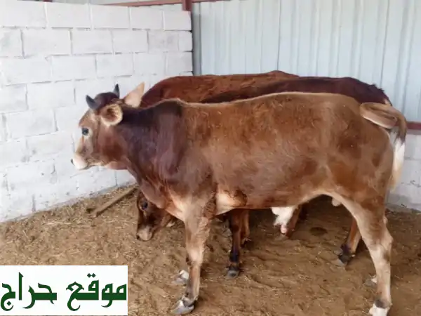 فرصة لا تفوّت! 5 ثيران ممتازة للبيع في العين | جاهزة للتسليم الفوري 2