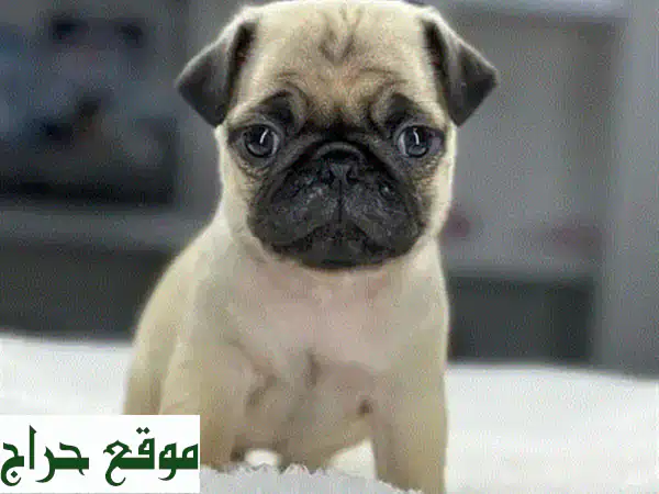 جرو بج مستورد وأصيل للبيع | مدرب على قضاء الحاجة - رفيق العائلة المثالي!