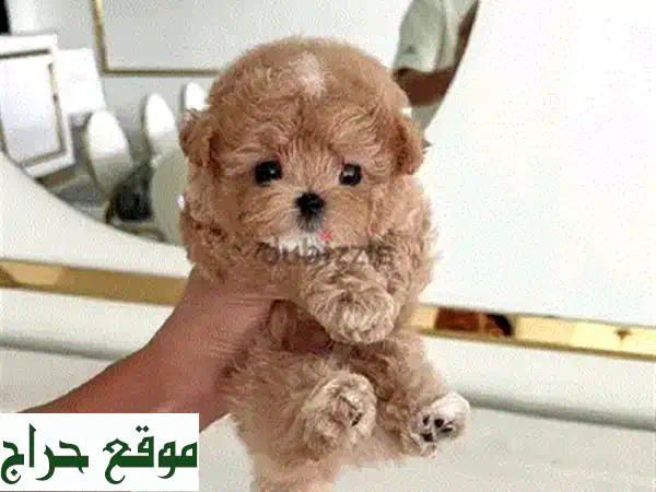 جرو تشيواوا بيور للبيع: مدرب على النونية، مستورد، وميكروتشيب | رفيق العائلة المثالي! 3