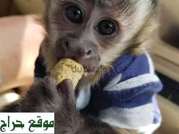 صغار قرود الكابوشين الأليفة للبيع: ودودة، مدربة، وصحية! تواصل واتساب () 2