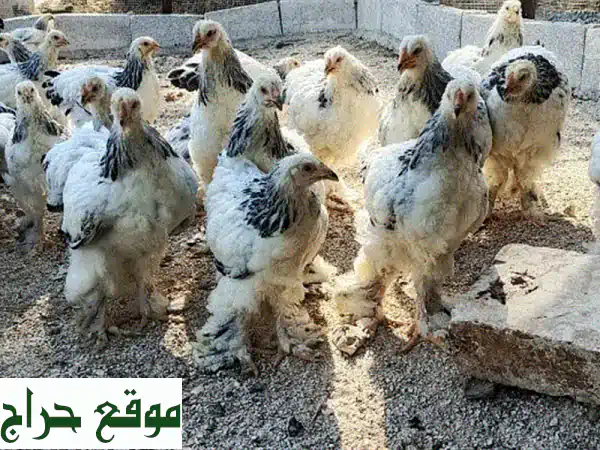 برهما أصلي: بيض للتفقيس وصيصان فاخرة للبيع - جمال وإنتاجية لا مثيل لهما! 4