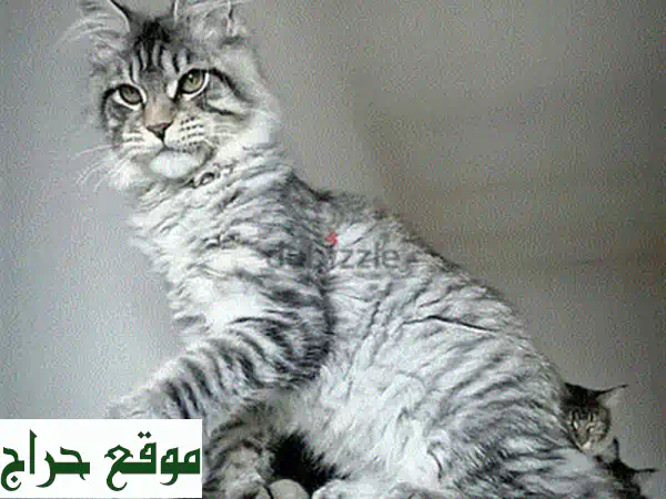 فرصة نادرة: قطة ماين كون زرقاء مستوردة للبيع - رفيقة مثالية وجاهزة للمنزل! 😻 2