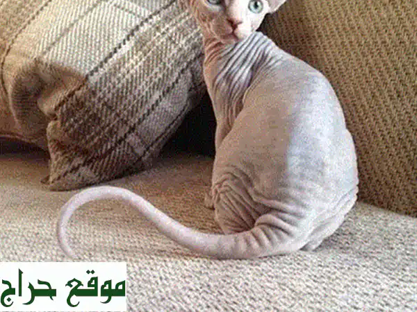 فرصة نادرة: قطة ماين كون زرقاء مستوردة للبيع - رفيقة مثالية وجاهزة للمنزل! 😻 3