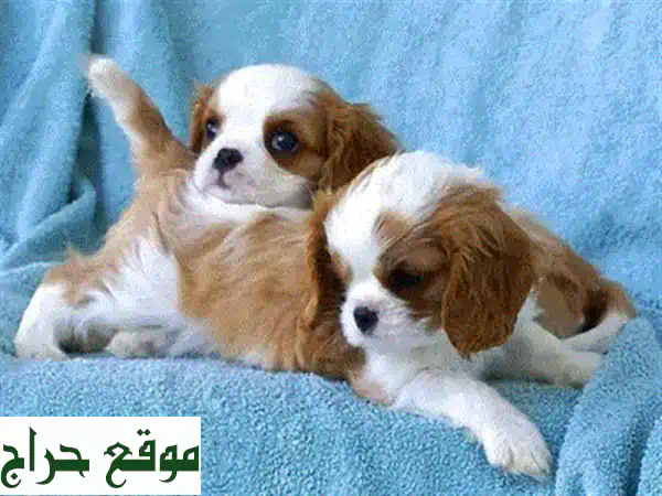 جرو تشيواوا بيور للبيع: مدرب على النونية، مستورد، وميكروتشيب | رفيق العائلة المثالي! 2