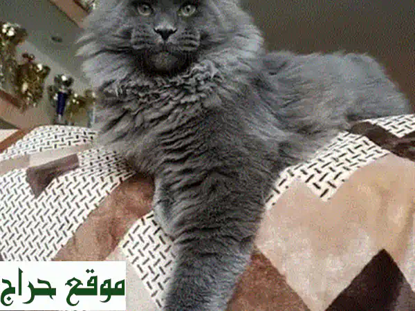 فرصة نادرة: قطة ماين كون زرقاء مستوردة للبيع - رفيقة مثالية وجاهزة للمنزل! 😻 4