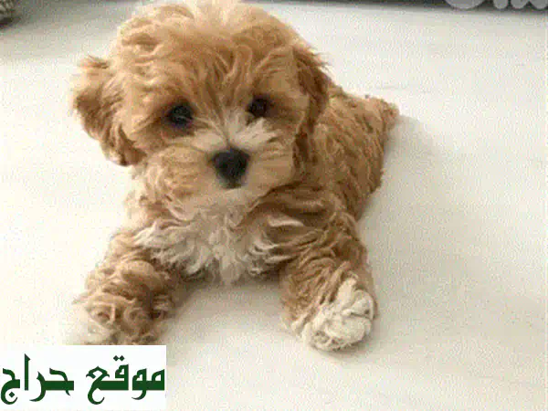 جرو تشيواوا بيور للبيع: مدرب على النونية، مستورد، وميكروتشيب | رفيق العائلة المثالي! 4