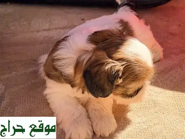 PIRE SHITZUE 3
