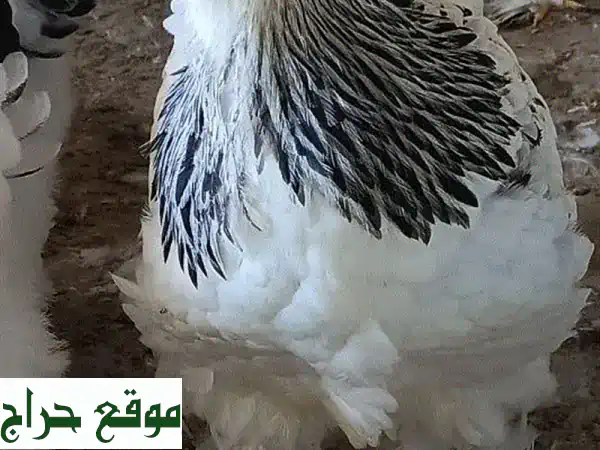 برهما أصلي: بيض للتفقيس وصيصان فاخرة للبيع - جمال وإنتاجية لا مثيل لهما! 2