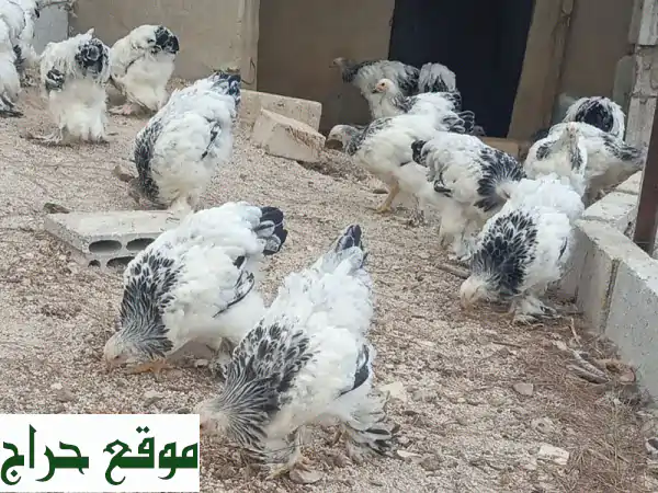 برهما أصلي: بيض للتفقيس وصيصان فاخرة للبيع - جمال وإنتاجية لا مثيل لهما! 3