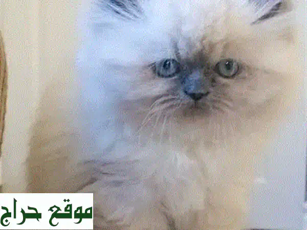 قطط هيمالايا بلو بوينت أليفة للبيع | جمال ونعومة وتدريب منزلي (ذكر وأنثى) 2