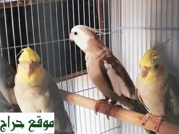 طائر كوكتيل وايت فيس ونورمل للبيع: ألوان مذهلة وأزواج جاهزة! 3