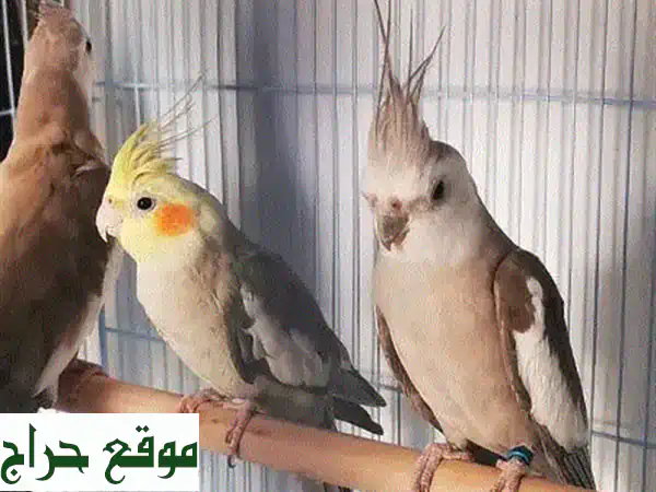 طائر كوكتيل وايت فيس ونورمل للبيع: ألوان مذهلة وأزواج جاهزة! 4