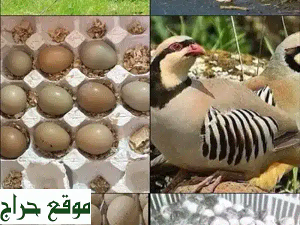 الحجل والفزن: طيور حية وبيض مخصب للبيع | جودة موثوقة لمزرعتك 2