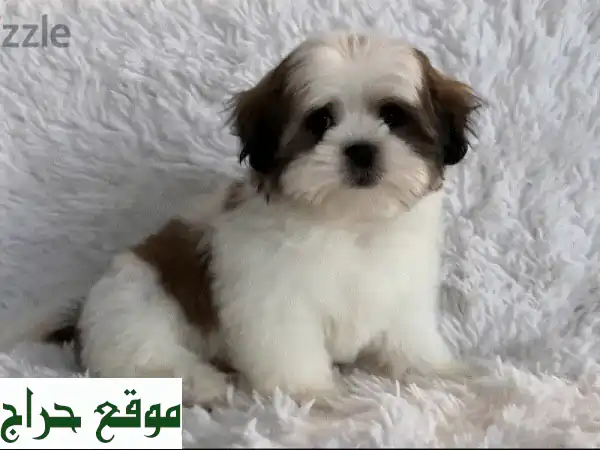أجمل الجراء للبيع في البحرين: شيتزو، بودل، يوركي | رفاقك بأسعار تبدأ من 50 د.ب. فقط! 2