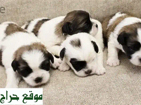 أجمل الجراء للبيع في البحرين: شيتزو، بودل، يوركي | رفاقك بأسعار تبدأ من 50 د.ب. فقط! 4