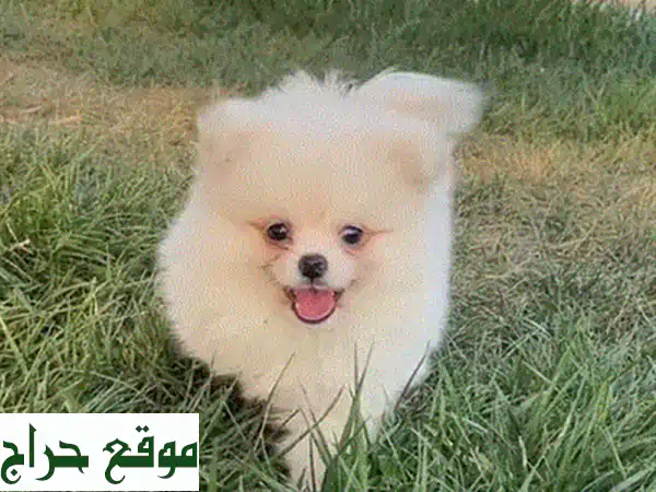 Cutest Bichon puppy availble in store Delivery جرو كلب dog 4