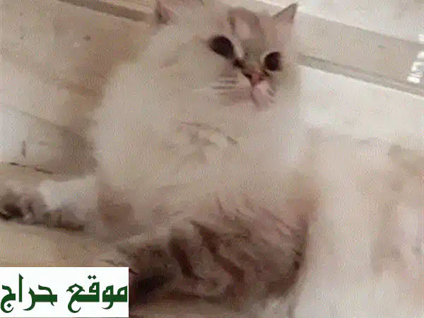 قطط شيرازي وفارسية للبيع | رفقاء لطيفون بانتظارك! 🐾 2