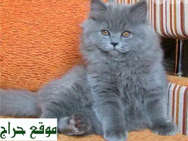 قطط هيمالايا بلو بوينت أليفة للبيع | جمال ونعومة وتدريب منزلي (ذكر وأنثى) 3