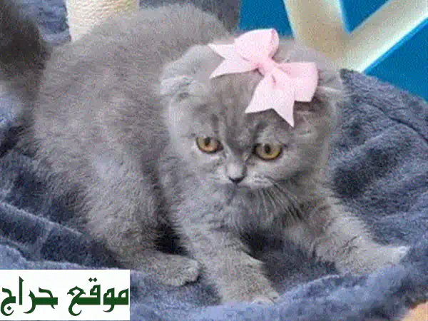 قطط هيمالايا بلو بوينت أليفة للبيع | جمال ونعومة وتدريب منزلي (ذكر وأنثى) 4