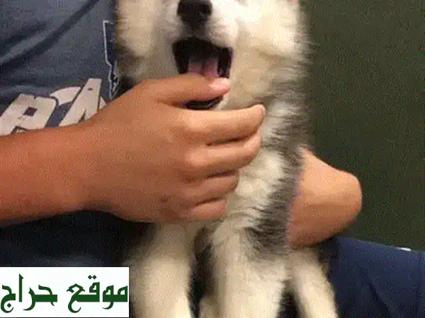 Cutest Bichon puppy availble in store Delivery جرو كلب dog 2