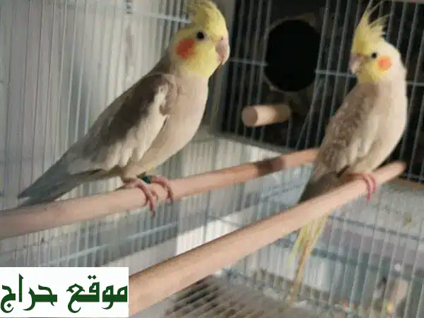 طائر كوكتيل وايت فيس ونورمل للبيع: ألوان مذهلة وأزواج جاهزة! 2