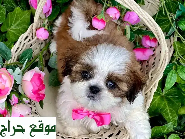 أجمل الجراء للبيع في البحرين: شيتزو، بودل، يوركي | رفاقك بأسعار تبدأ من 50 د.ب. فقط! 3