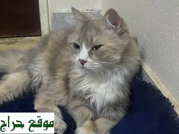 فرصة لا تُفوّت! 🐾 قطة شيرازي أنثى جميلة ونظيفة للبيع...