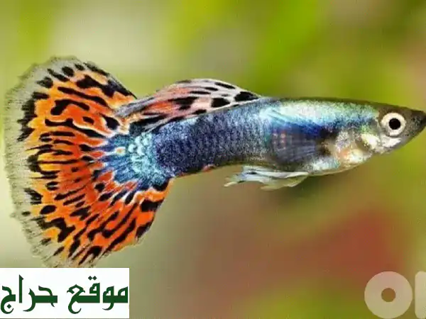 مطلوب: أجمل أسماك Guppies و Betta للبيع في بيروت مع...
