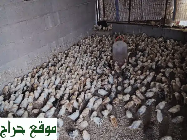 صوص بلدي أصيل للبيع بمكة: عمر شهر وأسبوع، 5 ريال...