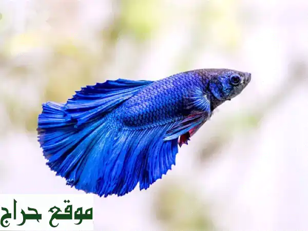 مطلوب: أجمل أسماك Guppies و Betta للبيع في بيروت مع التوصيل! لا تفوت الفرصة.