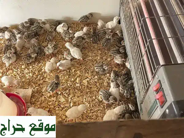 فرصة لا تعوض: صيصان حجل صغيرة (أبيض ورمادي) للبيع – دفعة كاملة لمشروعك الجديد! 3