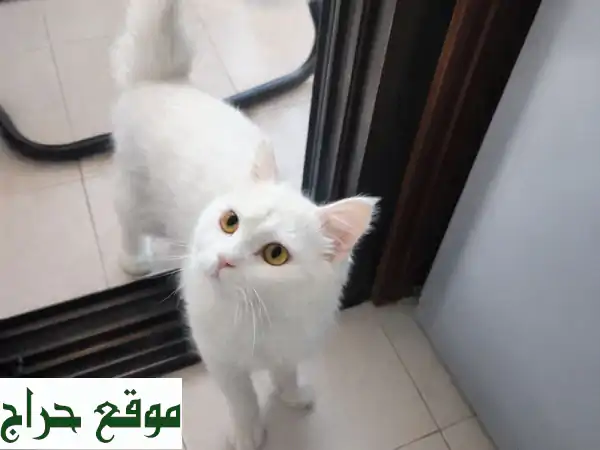 رفيقك المنتظر في أبوظبي: قط مُدلل بجواز سفر | لعوب ومُدرب بالكامل! 2