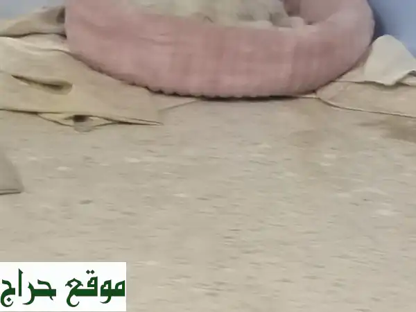فرصة نادرة: 3 جراء مالتيز بيور أصيلة | شعر طويل فائق الجودة | رفيقك المنتظر! 4