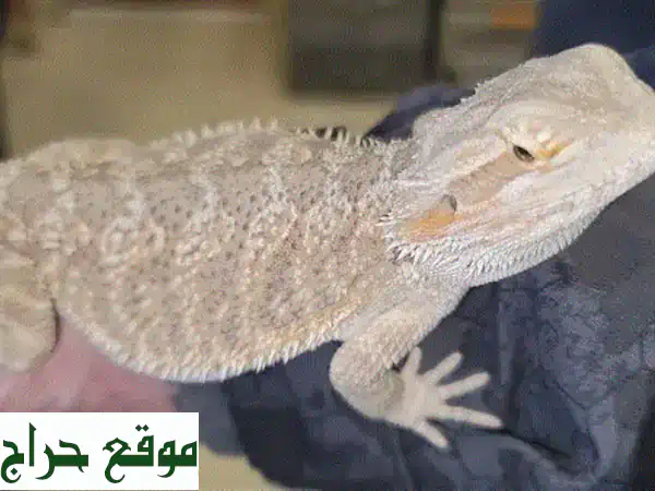 الأليف المثالي! تنين ملتحي (Bearded Dragon) لا يعض – ٧ أشهر | شارع الموسوي 3