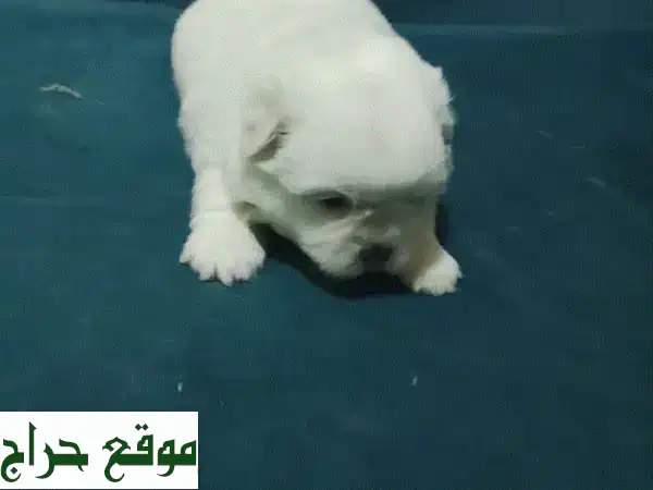 جروات شيتزو أنثى رائعة للبيع في المنامة | مطيعة ولعوبة 💖 4