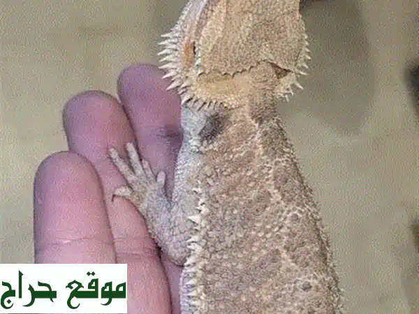 الأليف المثالي! تنين ملتحي (Bearded Dragon) لا يعض – ٧ أشهر | شارع الموسوي 4