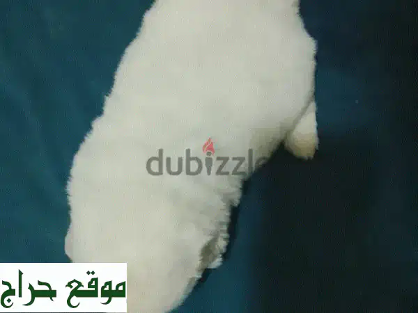 جروات شيتزو أنثى رائعة للبيع في المنامة | مطيعة ولعوبة 💖 3