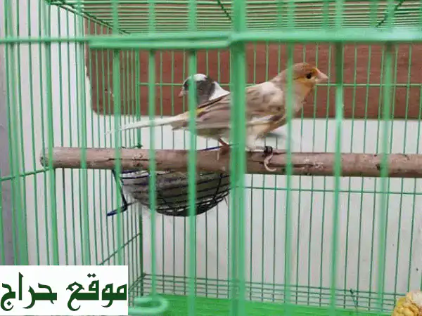 زوج كناري رائع (ذكر وأنثى) - جمال وتغريد يملأ منزلك بهجة! 4