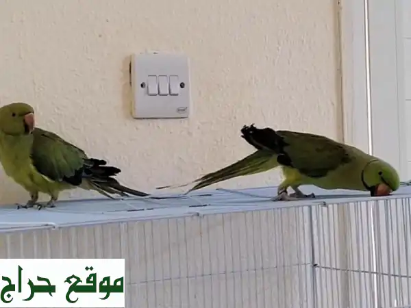 فرصة ذهبية: زوج طيور درة هندي أليف وجميل للبيع | شامل الأغراض بـ 550 درهم! 2