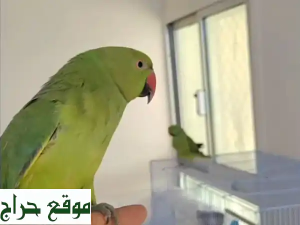 فرصة ذهبية: زوج طيور درة هندي أليف وجميل للبيع | شامل الأغراض بـ 550 درهم!