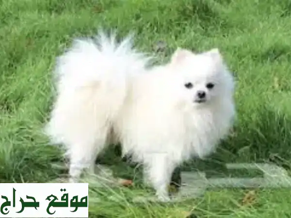أفضل أكل كلاب دجاج (هياكل) 10 ك بـ 60 ر.س! مكافآت متنوعة وتوصيل الرياض 4