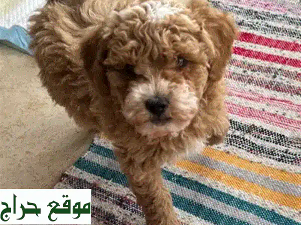 أصغر جرو تشيواوا ميني أصيل للبيع | توصيل عالمي | لا تفوت فرصتك! 2