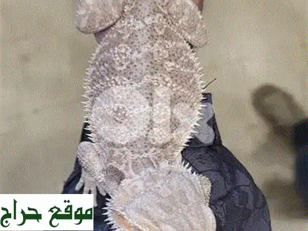 الأليف المثالي! تنين ملتحي (Bearded Dragon) لا يعض – ٧ أشهر | شارع الموسوي 2