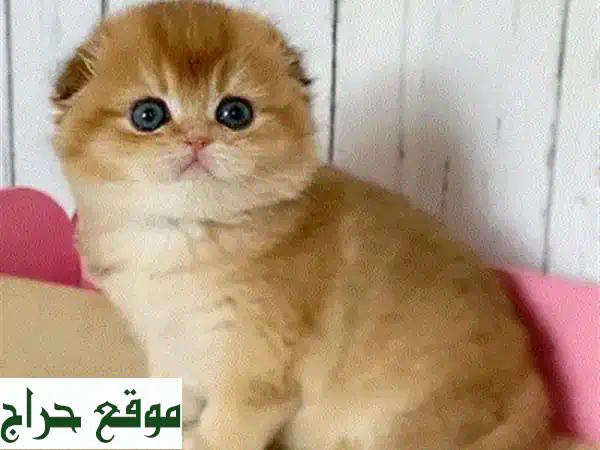 قطط سيفينكس للبيع: رفيقك الحريري الخالي من الحساسية! (مستوردة، مطعمة، جاهزة للمنزل) 3